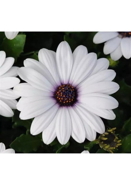 Videolu Bodrum Papatyası Fidesi (Çok Çiçeklenen ) Renkli 30 cm Saksılı Bodrum Daisy