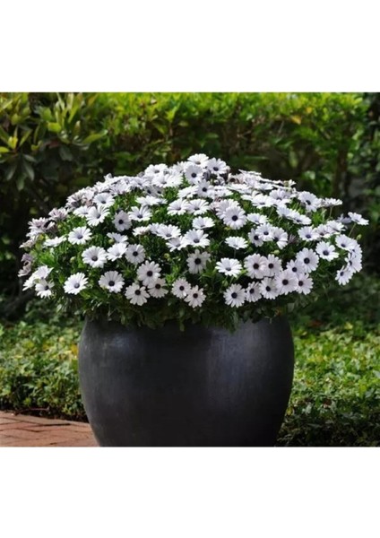 Videolu Bodrum Papatyası Fidesi (Çok Çiçeklenen ) Renkli 30 cm Saksılı Bodrum Daisy