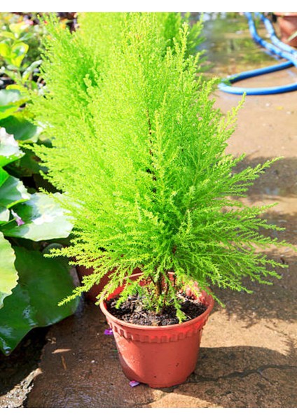 Videolu Favori Limoni Servi Çamı (50-70 Cm) 3 Adet Saksılı Dış Mekan Bitkisi Cupressus Macrocarpa