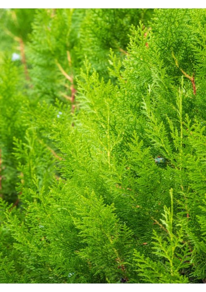 Videolu Favori Limoni Servi Çamı (50-70 Cm) 3 Adet Saksılı Dış Mekan Bitkisi Cupressus Macrocarpa