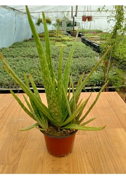 Bitkim Sende Aloevera ( 13 cm Saksıda ) ( 25 - 30 cm Arasında )