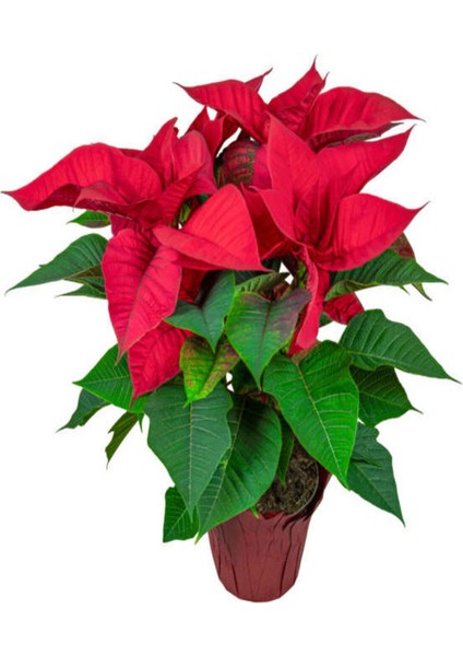 Videolu Kırızı Çiçekli Atatürk Çiçeği (30 50 Cm)1 Adet Saksılı Çiçekli Bodur Bitki Poinsettia