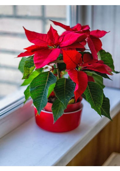 Videolu Kırızı Çiçekli Atatürk Çiçeği (30 50 Cm)1 Adet Saksılı Çiçekli Bodur Bitki Poinsettia fırsatları