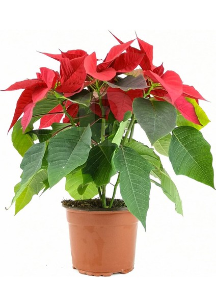 Euphorbia Pulcherrima/poinsettia (Atatürk Çiçeği) _ 30-40 cm