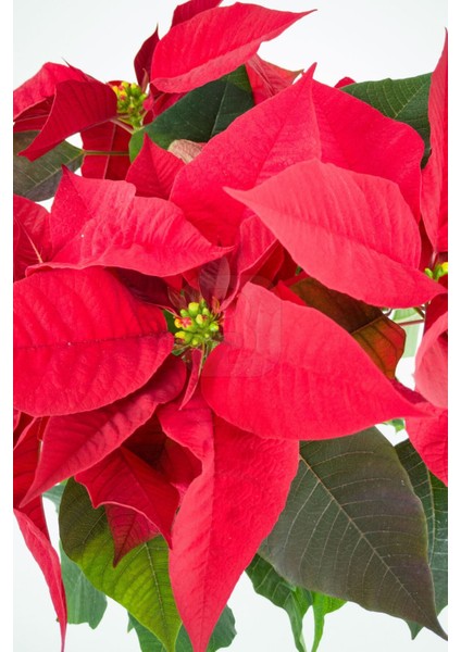 Euphorbia Pulcherrima/poinsettia (Atatürk Çiçeği) _ 30-40 cm fiyatları
