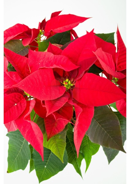 Euphorbia Pulcherrima/poinsettia (Atatürk Çiçeği) _ 30-40 cm modelleri