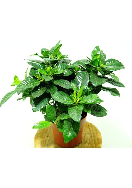 Videolu Kadınlar Gününe Özel Gardenya (30 40 Cm)1 Adet Saksılı Ofis Balkon Bitkisi Gardenia