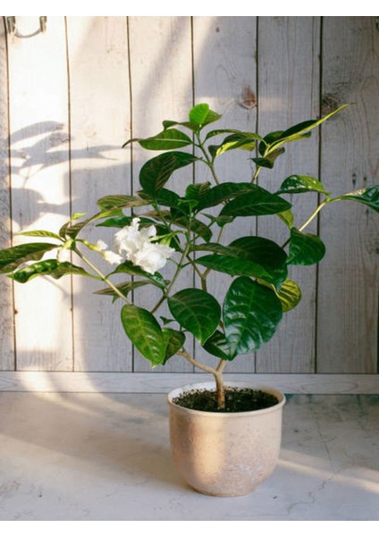 Videolu Kadınlar Gününe Özel Gardenya (30 40 Cm)1 Adet Saksılı Ofis Balkon Bitkisi Gardenia fırsatları
