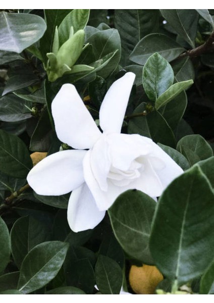 Videolu 1 Adet Çiçekli Mis Kokulu Gardenya Çiçeği 20-35 cm Saksılı Iç Mekan Bitkileri Gardenia