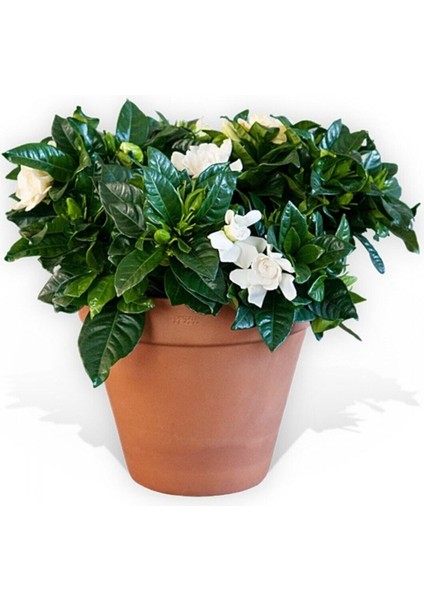Videolu 1 Adet Yoğun Kokulu Gardenya Çiçeği 20-35 cm Saksılı Iç Mekan Bitkileri Gardenia fırsatları