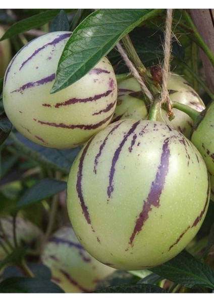 Pepino Fidanı 40 cm 60 cm