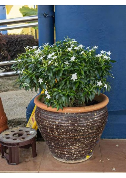 Videolu Kokulu Yasemin Çiçeği Beyaz Renkli (50 80 Cm)1 Adet Dış Mekan Bitkisi Jasminum