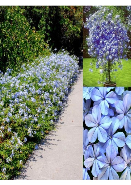 Videolu Yasemin Canlı Bitki Mavi Çiçekli (80 1.20 Cm)1 Adet Dış Mekan Bitkisi Blue Jasmine