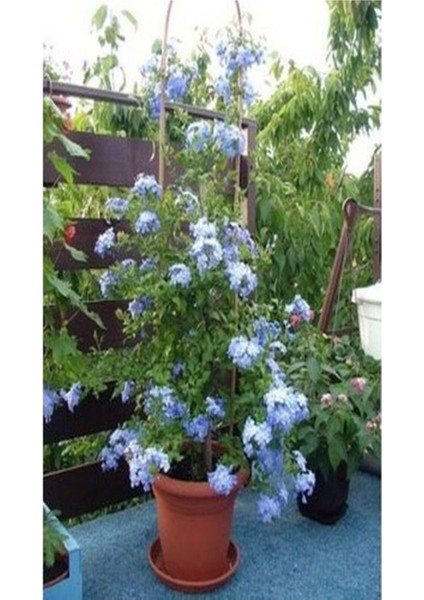 Videolu Yasemin Canlı Bitki Mavi Çiçekli (80 1.20 Cm)1 Adet Dış Mekan Bitkisi Blue Jasmine