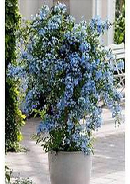 Videolu Yasemin Canlı Bitki Mavi Çiçekli (80 1.20 Cm)1 Adet Dış Mekan Bitkisi Blue Jasmine