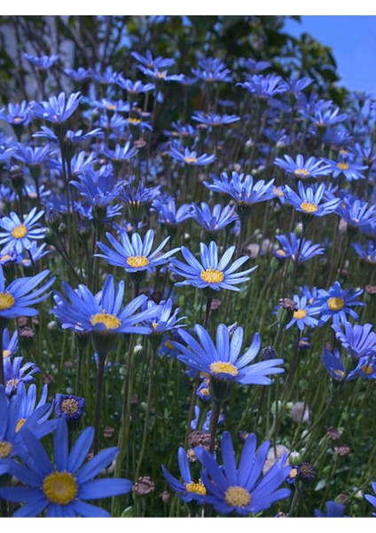 Videolu Çalı Papatyası Mavi Renkli Şahanegörünümlü (20 30 Cm)1 Adet Saksılı Euryops Cuneatus