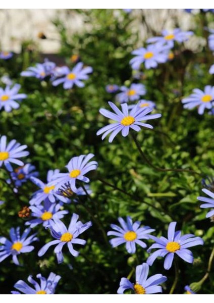 Videolu Çalı Papatyası Mavi Renkli Şahanegörünümlü (20 30 Cm)1 Adet Saksılı Euryops Cuneatus modelleri