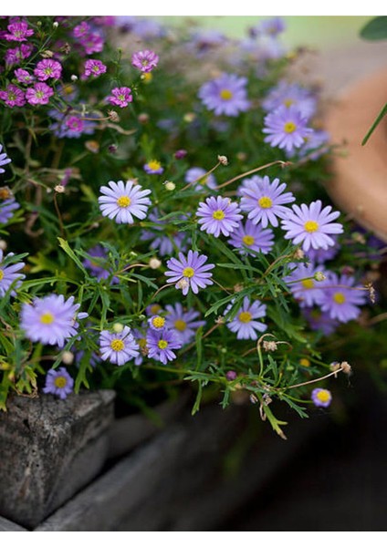 Videolu Çalı Papatyası Mavi Renkli Şahanegörünümlü (20 30 Cm)1 Adet Saksılı Euryops Cuneatus fırsatları