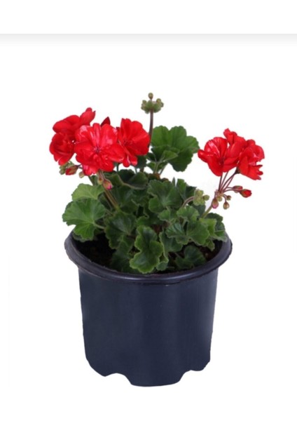 Videolu 1 Adet Kırmızı Renk Sardunya Çiçeği 25-35 cm Saksılı Çiçekli Bodur Bitkiler Red Pelargonium