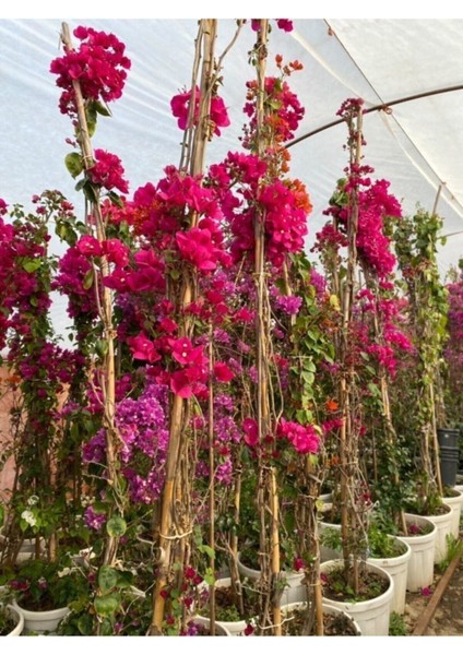 Sarmaşık Begonvil Bitkisi Saksıda 70/100 cm Bougainvillea