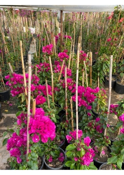 Sarmaşık Begonvil Bitkisi Saksıda 70/100 cm Bougainvillea