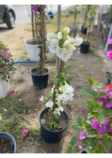 Sarmaşık Begonvil Bitkisi Saksıda 70/100 cm Bougainvillea