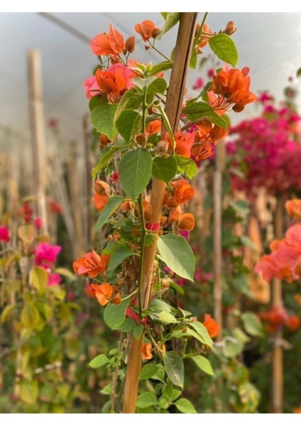 Sarmaşık Begonvil Bitkisi Saksıda 70/100 cm Bougainvillea