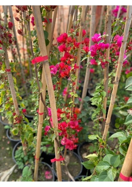 Sarmaşık Begonvil Bitkisi Saksıda 70/100 cm Bougainvillea