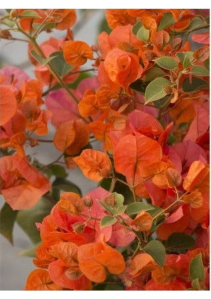 Begonvil Sarmaşığı - Turuncu (80-90 ) Bougainvillea