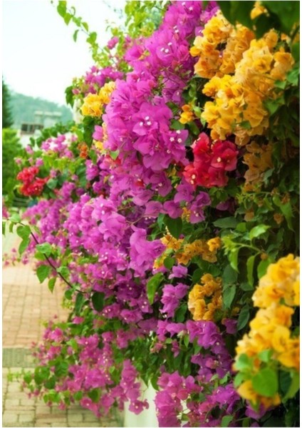 Bougainvillea Begonvil Fidanı, 40-60 cm Bougainvillea