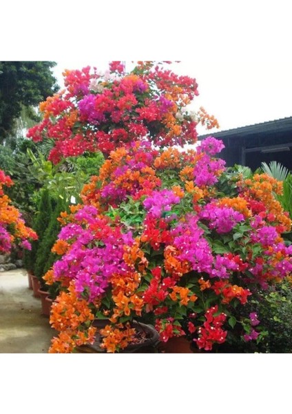 Bougainvillea Begonvil Fidanı, 40-60 cm Bougainvillea fiyatları