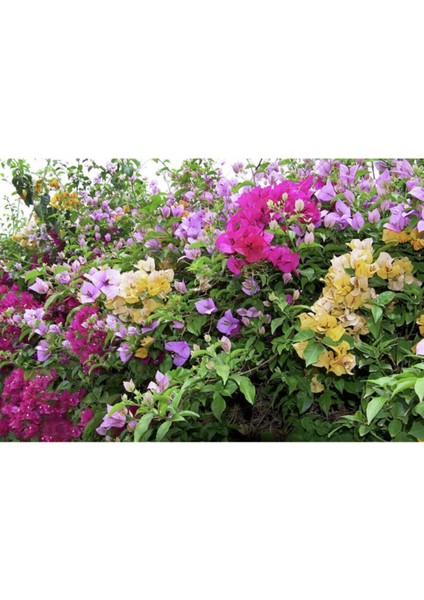 Bougainvillea Begonvil Fidanı, 40-60 cm Bougainvillea modelleri