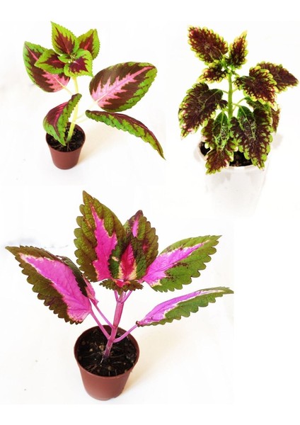 Videolu Yaprak Güzeli Set Kolyos Mix (5 15 Cm)3 Adet Saksılı Iç Mekan Bitkisi Coleus Scutellarioides