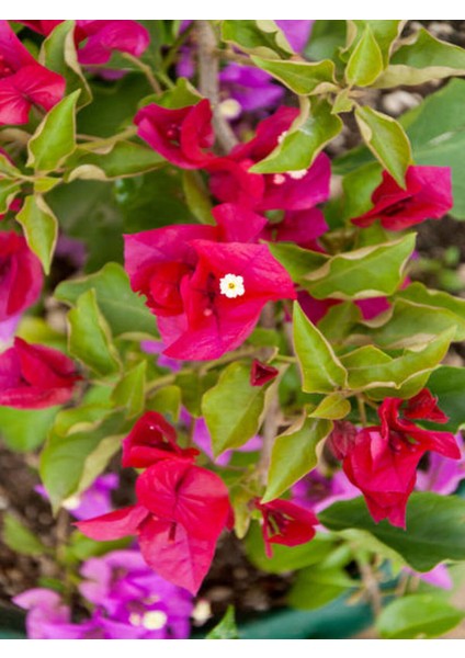 Begonvil Sarmaşığı-Kırmızı (Bougainvillea)