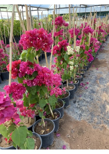 Videolu Beyaz Begonvil Gelin Tacı (50 80 Cm)1 Adet Saksılı Bahçe Balkon Bitkisi Bougainvillea