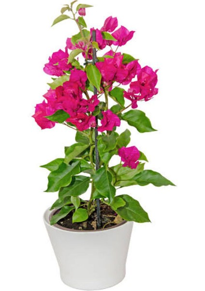 Videolu Pembe Begonvil Çiçeği (30 60 Cm)1 Adet Saksılı/ Tüplü Bahçe Bitkisi Bougainvillea