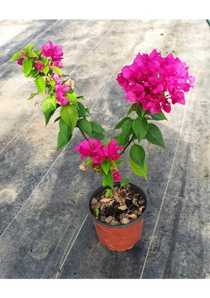 Bodur Begonvil Bougainvillea
