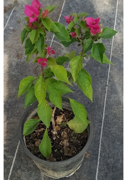 Bodur Begonvil Bougainvillea fiyatları
