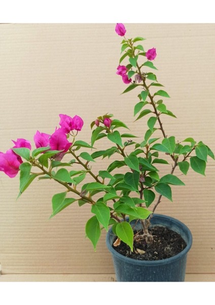 Bodur Begonvil Bougainvillea modelleri