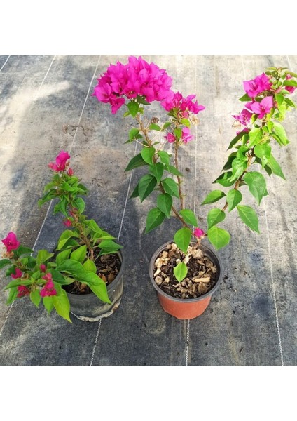 Bodur Begonvil Bougainvillea fırsatları