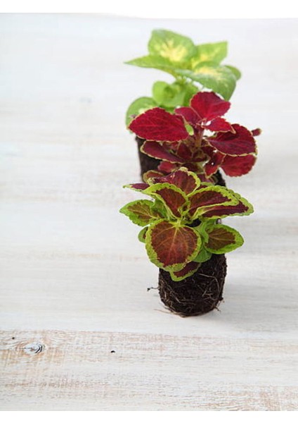 Videolu Yaprak Güzeli Set Kolyos Mix (5 15 Cm)3 Adet Saksılı Iç Mekan Bitkisi Coleus Scutellarioides