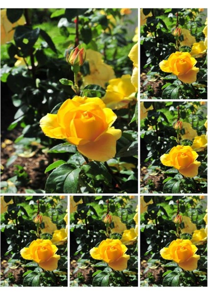 Videolu Landora Gül Sarı Renkli (30 60 Cm) 1 Adet Saksılı Aşılı Gül Fidanı Yellow Rose