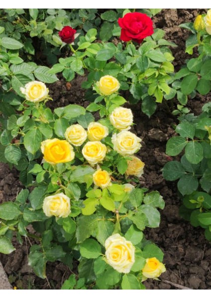 Videolu Landora Gül Sarı Renkli (30 60 Cm) 1 Adet Saksılı Aşılı Gül Fidanı Yellow Rose
