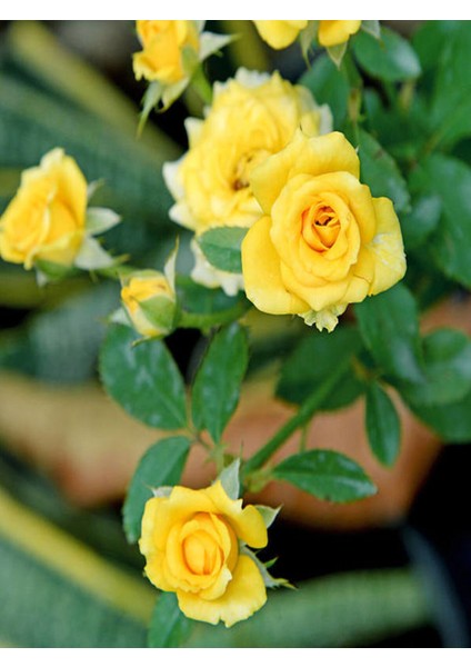 Videolu Landora Gül Sarı Renkli (30 60 Cm) 1 Adet Saksılı Aşılı Gül Fidanı Yellow Rose