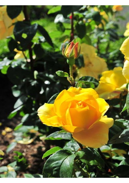 Videolu Landora Gül Sarı Renkli (30 60 Cm) 1 Adet Saksılı Aşılı Gül Fidanı Yellow Rose