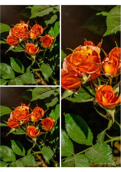 Videolu Yediveren Narçiçeği Rengi (30 50 Cm) 3 Adet Saksılı Aşılı Gül Pomegranate Rose