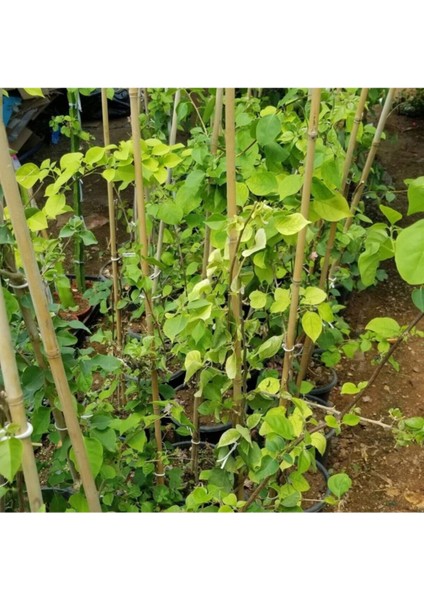 Begonvil Gelin Duvağı Fidanı, Saksıda Bougainvillea
