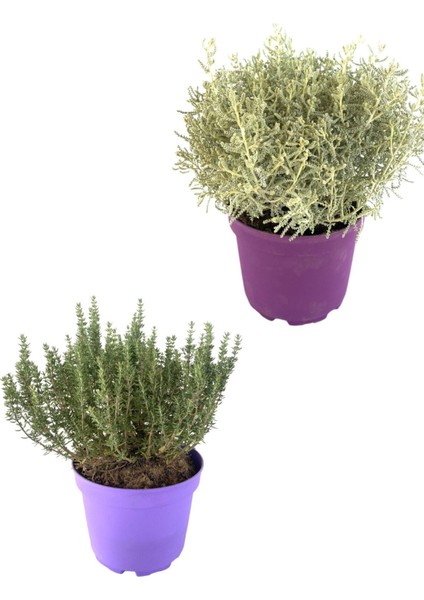 Kekik Lavantin Set Aromatik Yoğun Kokulu