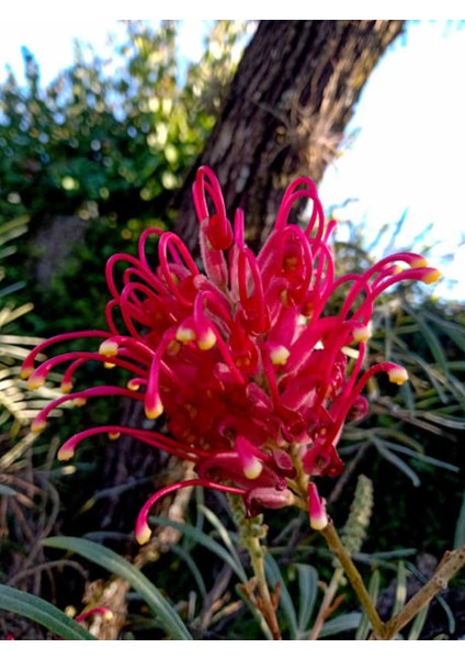 Videolu Muhteşem Görüntüsüyle Gravilla Çiçeği (70 120 Cm)1 Adet Saksılı Dış Mekan Bitkisi indirimleri