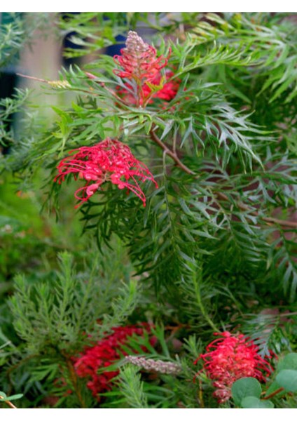 Videolu Muhteşem Görüntüsüyle Gravilla Çiçeği (70 120 Cm)1 Adet Saksılı Dış Mekan Bitkisi modelleri